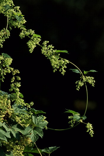 Hopfen