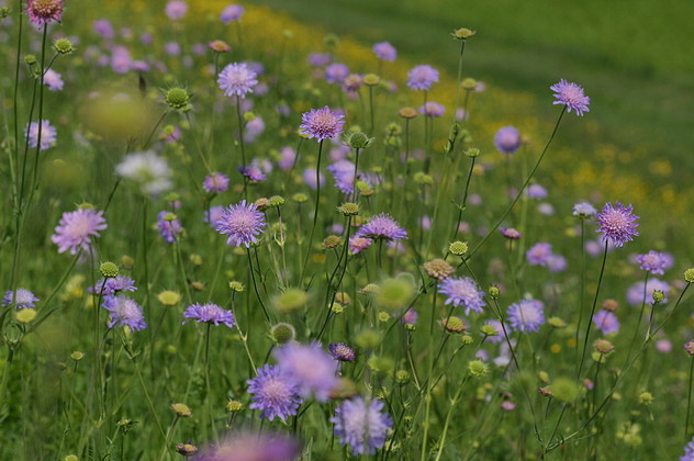 Acker-Witwenblume, Knautia arvensis ((L.) COULTER)