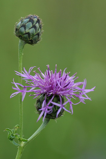 Skabiosen-Flockenblume, Centaurea scabiosa (LINNAEUS)