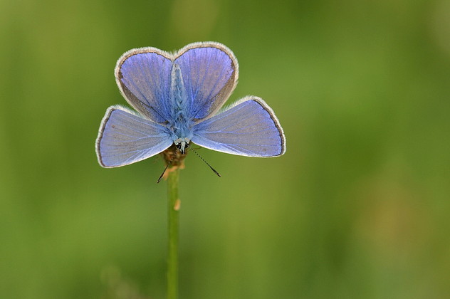Hauhechelbl�uling, Polyommatus icarus (ROTTEMBURG, 1775)