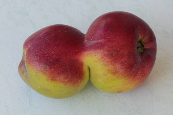 Zusammengewachsene Winterrambur oder Siamesische Äpfel