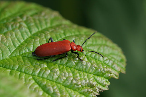 Rotk�pfiger Feuerk�fer, Pyrochroa serraticornis (SCOPOLI, 1761)