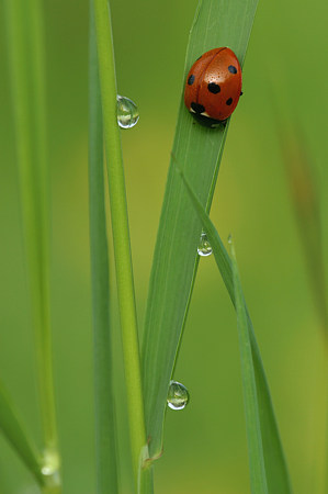 Siebenpunkt Marienk�fer, Coccinella septempunctata (LINNAEUS, 1758)