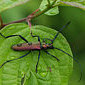 Sonstige Insekten