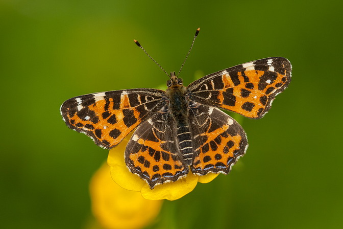Landk�rtchen, Araschnia levana (LINNAEUS, 1758)