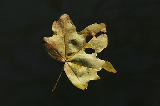 Feldahorn
