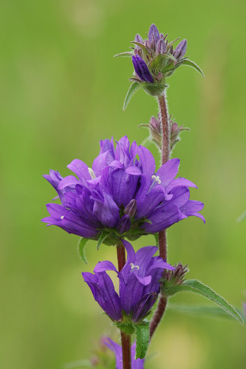 Kn�uel-Glockenblume, Campanula glomerata (LINNAEUS)