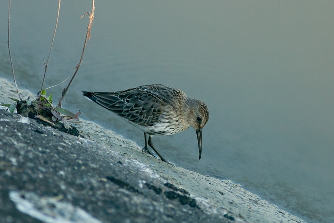Alpenstrandl�ufer