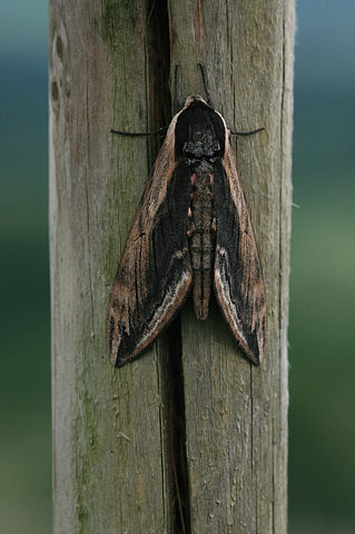 Ligusterschw�rmer
