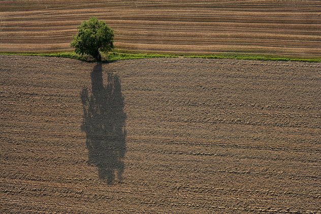 Solitärbaum