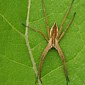 Listspinne