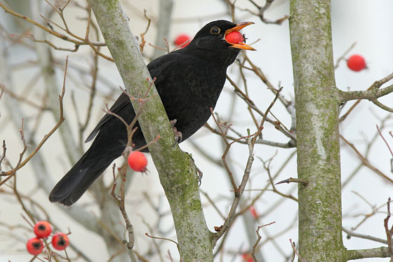Amsel