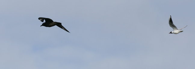 Skua / Große Raubmöwe