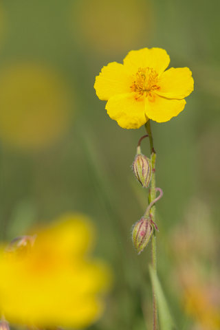 Gewöhnliches Sonnenröschen