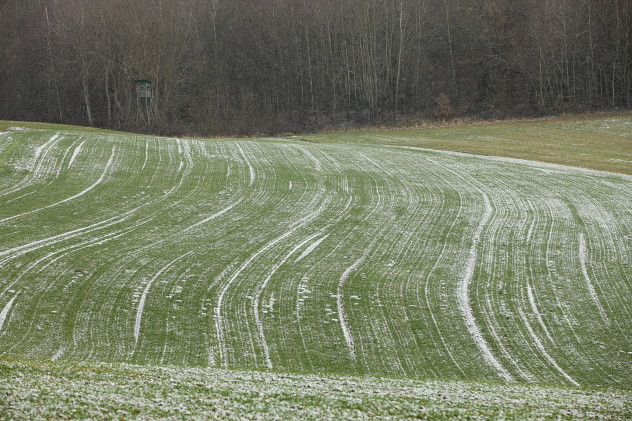 Weizenfeld bei Wintereinbruch