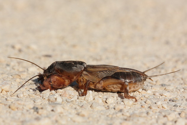 Gemeine Maulwurfsgrille