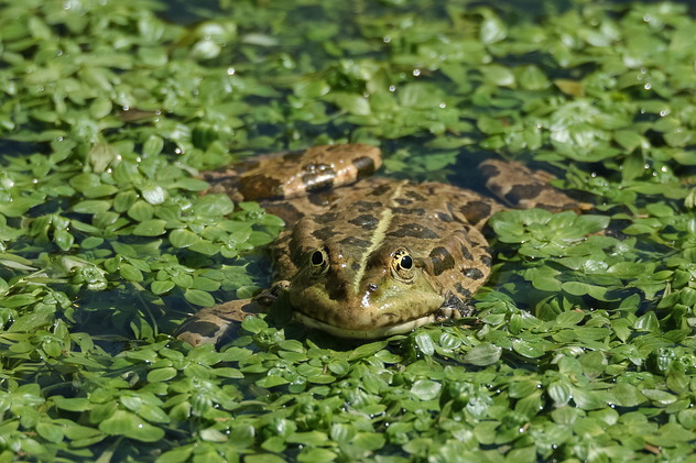 Seefrosch