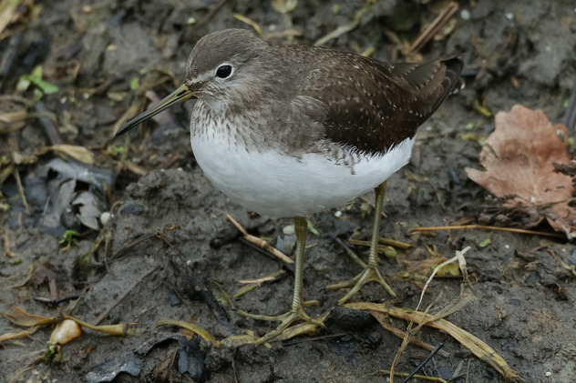 Waldwasserl�ufer