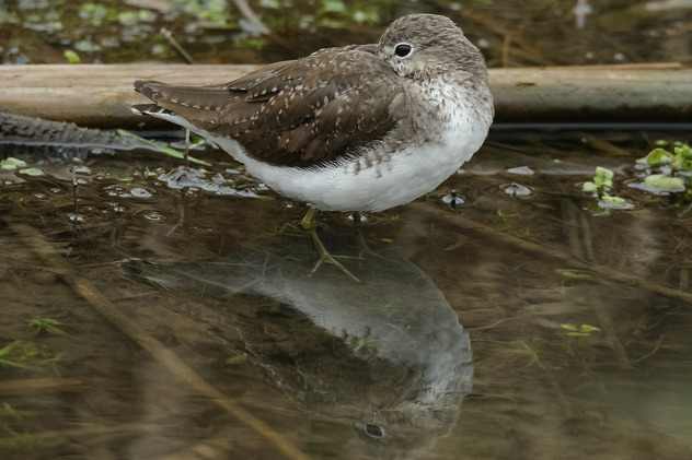Waldwasserl�ufer