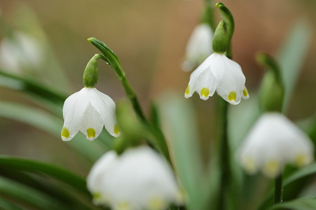 Frühlingsknotenblume