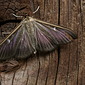 Buchsbaumz&uuml;nsler