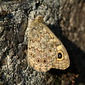 Mauerfuchs