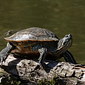 Gew&ouml;hnliche Schmuckschildkr&ouml;te 