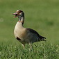 Nilgans