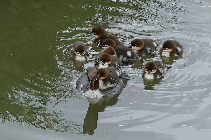 Gänsesäger