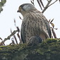 Turmfalke