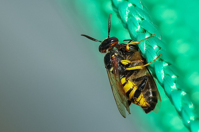 Bienenwolf mit Beute
