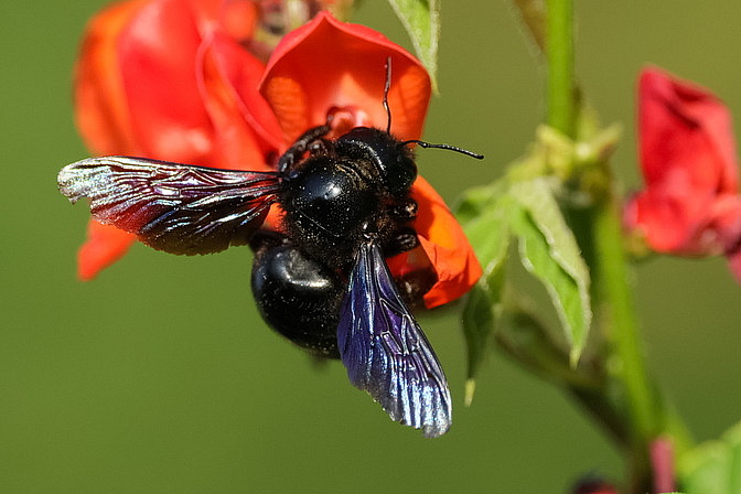Gro�e Blaue Holzbiene / Blauschwarze Holzbiene 