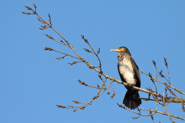 Kormoran