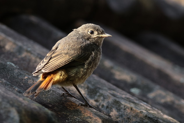 Gartenrotschwanz (juv.), Phoenicurus phoenicurus (LINNAEUS, 1758)