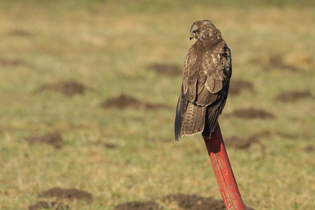 M�usebussard