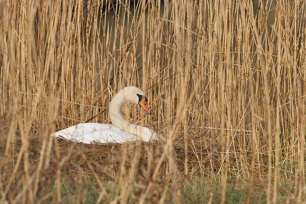 Höckerschwan
