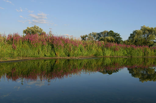 Blutweiderich, Lythrum salicaria (LINNAEUS)