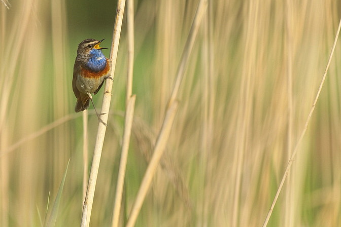 Wei�sterniges Blaukehlchen